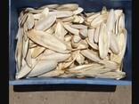 2023 Hot Sale Cuttlefish Bones Dried cuttlefish bone Cuttle fish bone