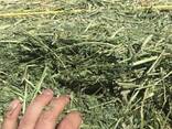 Alfalfa Hay for sale - photo 1