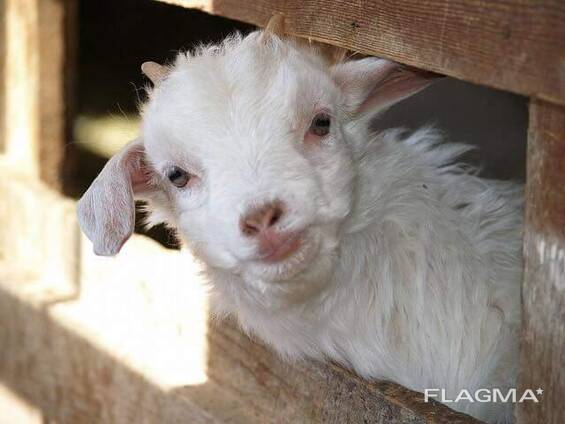 Available cashmere goats