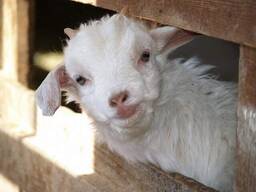 Available cashmere goats