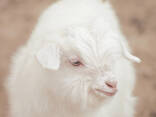 Available cashmere goats - photo 3