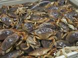 Buy Live King Crabs / Norway King Crabs / Best Quality Dungeness Crabs, Swimming Crabs - фото 1