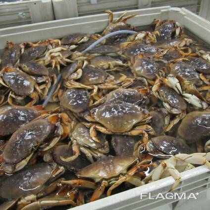 Buy Live King Crabs / Norway King Crabs / Best Quality Dungeness Crabs, Swimming Crabs