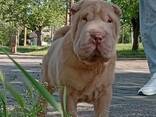 Cachorrinho Shar Pei - фото 2
