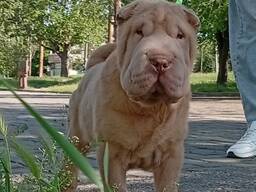 Cachorrinho Shar Pei