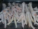 Chicken Feet and chicken paws and whole halal chicken at the best prices with prompt shipp - фото 5