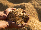 Consumer Barley - фото 2
