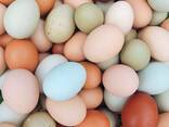 Fresh Chicken Eggs / Round Table Eggs for Sale / fertile hatching eggs. - фото 1