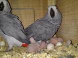 Fresh Parrot Fertile Eggs and Parrots For Sale - photo 1