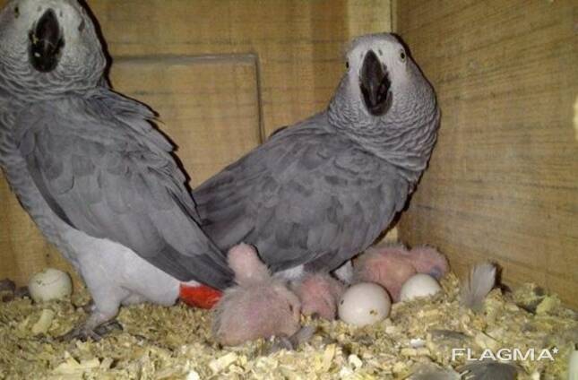 Fresh Parrot Fertile Eggs and Parrots For Sale