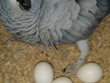 Fresh Parrot Fertile Eggs and Parrots For Sale - фото 2