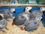 Fresh Parrot Fertile Eggs and Parrots For Sale - фото 3