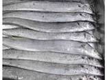 Frozen fresh whole round ribbon fish for sale - фото 1