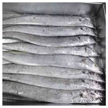 Frozen fresh whole round ribbon fish for sale