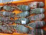 Frozen Lobsters For Sale / Hot Sales Frozen Lobster with Highest Export Quality