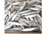 Frozen Sardine Fish for sale - фото 1