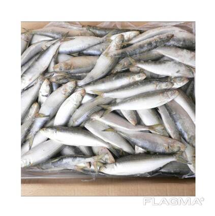 Frozen Sardine Fish for sale