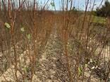 Fruit trees saplings - photo 15