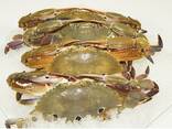 Hot Sale Wild Caught Frozen Alaskan King Crab - фото 3