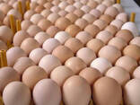 Hot Selling Fresh Brown/White Chicken Table Eggs for sale/Farm Fresh Chicken Table Eggs - photo 1