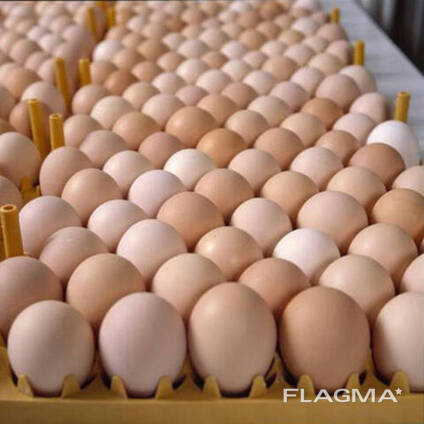 Hot Selling Fresh Brown/White Chicken Table Eggs for sale/Farm Fresh Chicken Table Eggs