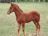 Live Horse for sale - фото 1