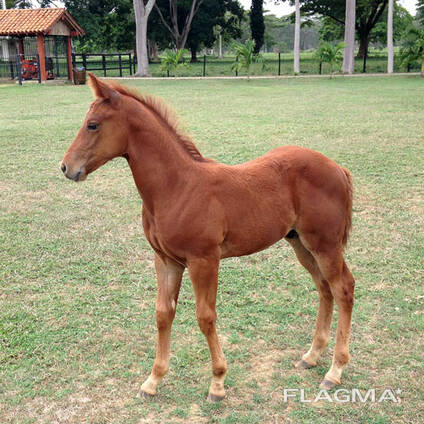 Live Horse for sale