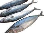 Marine Frozen pacific mackerel (scomber japonicus) - фото 1