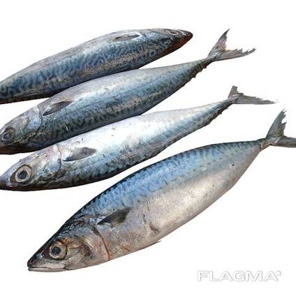 Marine Frozen pacific mackerel (scomber japonicus)
