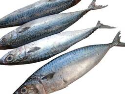Marine Frozen pacific mackerel (scomber japonicus)