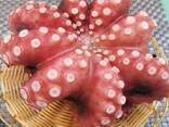 Мороженные рыба и морепродукты в Португалию от производителя из КНР - фото 6