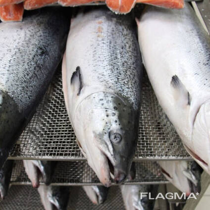 Premium Frozen Salmon Fillet / Chum Salmon