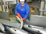 Norwegian Atlantic Salmon Fillet / Whole Round Fresh Pink Salmon For Sale/ Mackerel - фото 5