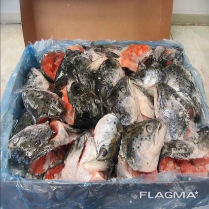 Order Frozen Atlantic Salmon Head For Sale / Frozen Whole Salmon Fish / Frozen Salmon Bell