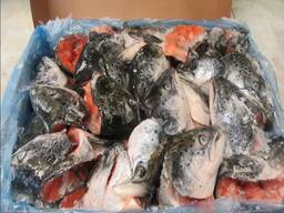 Order Frozen Atlantic Salmon Head For Sale / Frozen Whole Salmon Fish / Frozen Salmon Bell