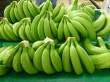 Organic Cavendish Banana For Sale/ Organic Green Banana - photo 1