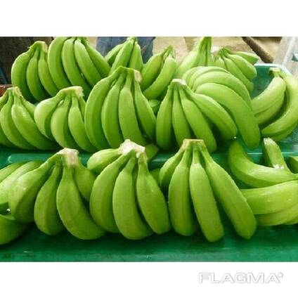 Organic Cavendish Banana For Sale/ Organic Green Banana