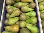 Pear "Conference" - photo 2