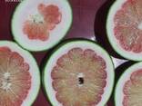 Pink Pomelo from Vietnam