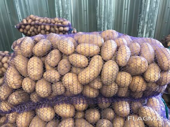 Batatas polacas: Vineta, Soraya, Queen Anne e outras.