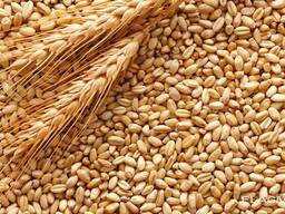 Пшеница продовольственная и фуражная, ячмень, кукуруза из Польши, Украины и Казахстана