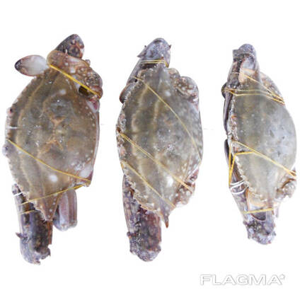 Quality frozen king Crap, Alaskan King Crab, Norwegian king crabs