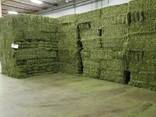 Ready Stock Alfalfa Hay / Alfalfa Baled for Export - фото 1