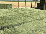 Ready Stock Alfalfa Hay / Alfalfa Baled for Export - фото 2