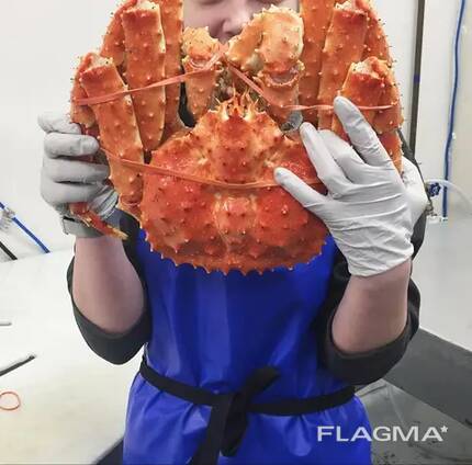 Red King Crab