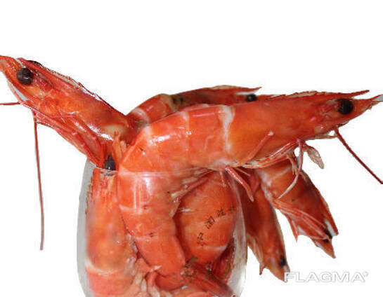 Red shrimp
