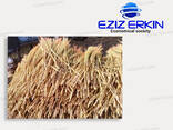 Sorghum for broom production - photo 1