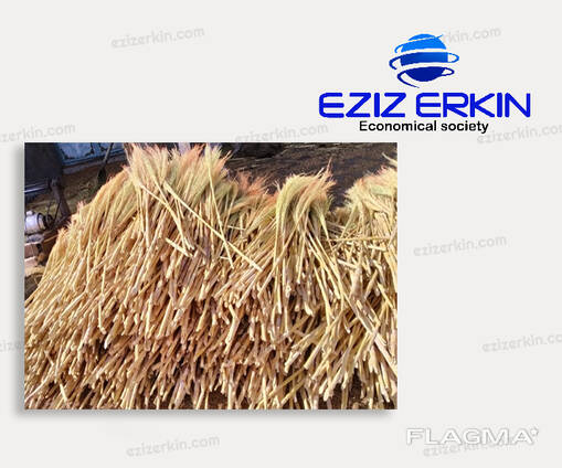Sorghum for broom production