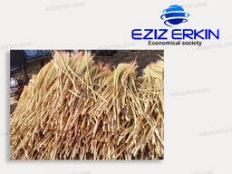 Sorghum for broom production