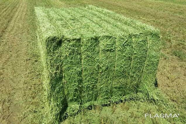 Top quality alfalfa hay